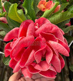 A close-up of a vibrant pinkish-red Crown of Thorns flower with layered petals, uniquely folded so tightly, surrounded by green leaves, held in a hand. A watermark in Thai reads 'สำเฤทอง'.