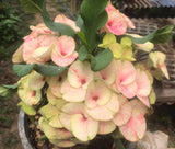 Euphorbia Milii Crown of Thorns Petch Manee (Fancy) Coronas de Cristo