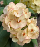 Rare “Vanilla Sky” Giant Bloom Crown of Thorns — New Thai Hybrid Euphorbia Milii