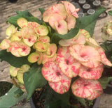 Euphorbia Milii Crown of Thorns Petch Manee (Fancy) Coronas de Cristo