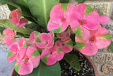 Euhorbia Milii Crown Of Thorns "Pink Emerald Flamingo" Corona de Cristo Large blooming Variety