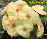 Euphorbia Milii JADE PARADISE Crown of Thorns Corona de Cristo Succulent Poysean