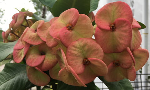 Euphorbia Milii ORANGE GIULIA Crown of Thorns Corona De Cristo Rare Poysean