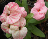 Euphorbia Milii LUCKY RUBY Crown of Thorns Corona de Cristo Thai Hybrid