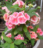 Euphorbia Milii BLESSING Crown Of Thorns  Corona de Cristo Cactus Succulents Tropicals