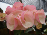 Crown of Thorns 'Angelique' Euphorbia Milii Corona de Cristo Cactus Plant