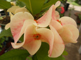 Euphorbia Milii ORCHID EUPHORBIA Crown Of Thorns Thai Hybrid Corona de Cristo