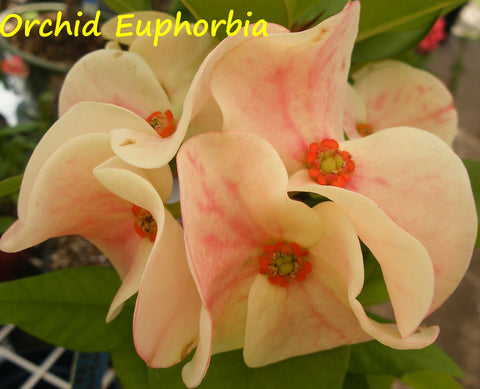 Euphorbia Milii ORCHID EUPHORBIA Crown Of Thorns Thai Hybrid Corona de Cristo