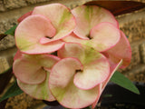 Euphorbia Milii BLACK DIAMOND Crown of Thorns Corona de Cristo