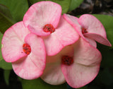 Euphorbia Milii Romantic Pink Crown of Thorns – Starter Cutting