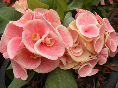 Euphorbia Milii SETHEE MUEANG CHAN Crown of Thorns Corona de Cristo Giant Flowers
