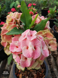 Euphorbia Milii DANCING QUEEN (POP CHOK) Crown of Thorns Corona De Cristo Succulent/Cactus