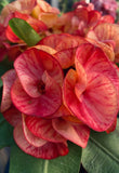 Crown of Thorns (Euphorbia milii) Blossom King — Giant Blooming Thai Hybrid Coronas de Cristo
