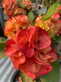 Crown of Thorns (Euphorbia milii) Blossom King — Giant Blooming Thai Hybrid Coronas de Cristo