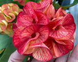 Crown of Thorns (Euphorbia milii) Blossom King — Giant Blooming Thai Hybrid Coronas de Cristo