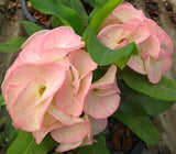 Euphorbia Milii UDOM PHON Crown of Thorns Corona de Cristo Cactus Thai Hybrid