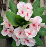 Euphorbia Milii SIAM GODDESS Crown of Thorns Corona de Cristo Poysean