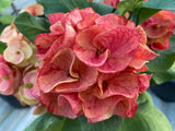 Crown of Thorns (Euphorbia milii) Blossom King — Giant Blooming Thai Hybrid Coronas de Cristo