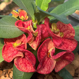 Crown of Thorns (Euphorbia milii) Blossom King — Giant Blooming Thai Hybrid Coronas de Cristo