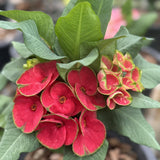 Euphorbia Milii Crown of Thorns "Yod Khon Phon" Coronas de Cristo Thai Hybrid