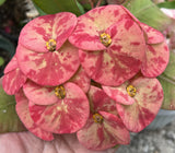 Euphorbia Milii ORANGE GIULIA Crown of Thorns Corona De Cristo Rare Poysean
