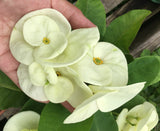 Euphorbia Milii SNOW QUEEN Crown of Thorns Corona de Cristo