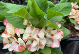 Euphorbia Milii Crown of Thorns "Yok Niramit" Thai Hybrid Coronas de Cristo