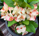 A potted crown of thorns plant with large green leaves and clusters of huge, cream and pink flowers, shown in a black nursery pot.