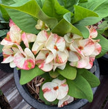 Euphorbia Milii Crown of Thorns "Yok Niramit" Thai Hybrid Coronas de Cristo