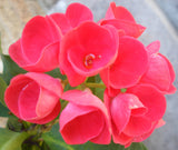 Euphorbia Milii EUPHORBIA ROSES Crown of Thorns Thai Hybrid