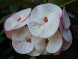 Euphorbia Milii BLACK DIAMOND Crown of Thorns Corona de Cristo