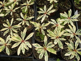 CROWN OF THORNS Euphorbia Milii Corona de Cristo Variegated 'Red Fertile' Cactus Succulents