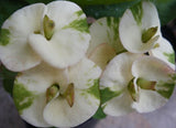 Euphorbia Milii LUCKY JADE Crown of Thorns Corona de Cristo Cactus/Succulents