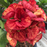 Crown of Thorns (Euphorbia milii) Blossom King — Giant Blooming Thai Hybrid Coronas de Cristo