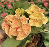 Euphorbia Milii Crown of Thorns TIGER PATTERN Coronas de Cristo