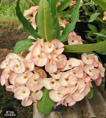 Euphorbia Milii NAKHON LUANG Crown of Thorns Poysea Corona De Cristo