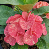 Euphorbia Milii SANHAM CHAI Crown of Thorns Corona de Cristo Rare & New