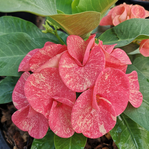 Euphorbia Milii SANHAM CHAI Crown of Thorns Corona de Cristo Rare & New