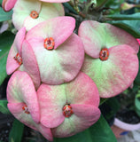 Euphorbia Milii ORANGE GIULIA Crown of Thorns Corona De Cristo Rare Poysean