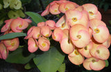 Euphorbia Milii CHIANG MAI Crown of Thorns Orange Bloom Corona de Cristo