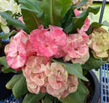 Euphorbia Milii Crown of Thorns Chiang Dao Coronas de Cristo