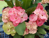 Euphorbia Milii Crown of Thorns Chiang Dao Coronas de Cristo