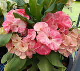 Euphorbia Milii Crown of Thorns Chiang Dao Coronas de Cristo