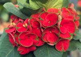 Euphorbia Milii Crown of Thorns "Yod Khon Phon" Coronas de Cristo Thai Hybrid