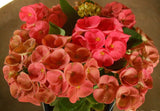 Euphorbia Milii PRINCE OF ORANGE Crown of Thorns Corona de Cristo Thai Hybrid