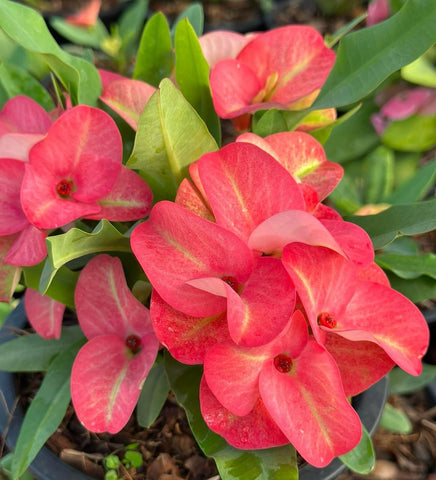 Euphorbia Milii SWEETHEART Crown of Thorns Corona de Cristo Live Plant