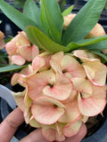 Rare “Vanilla Sky” Giant Bloom Crown of Thorns — New Thai Hybrid Euphorbia Milii