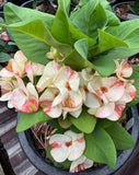 Euphorbia Milii Crown of Thorns "Yok Niramit" Thai Hybrid Coronas de Cristo
