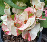 Euphorbia Milii Crown of Thorns "Yok Niramit" Thai Hybrid Coronas de Cristo