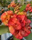 Crown of Thorns (Euphorbia milii) Blossom King — Giant Blooming Thai Hybrid Coronas de Cristo